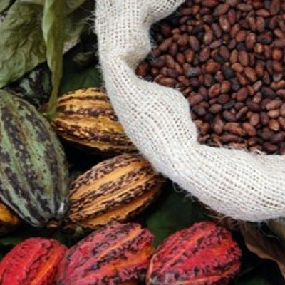 The Royal Cocoa Farm Project of the Royal House of Sefwi Obeng-Mim